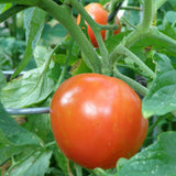 Bonnie Plants Better Boy Tomato (2 Pack)