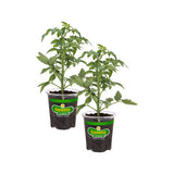 Bonnie Plants Better Boy Tomato (2 Pack)