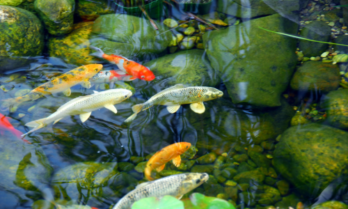 Various colorful koi fish swimming in a shallow pond, with the rocky pond bed of different-sized stones clearly visible beneath them.