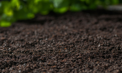 Close-up of garden soil with a narrow glimpse of greenery in the background.