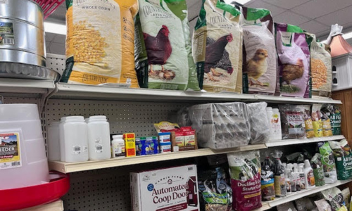 High-quality poultry care products at Chick's Southold Agway for backyard chickens and other fowl.