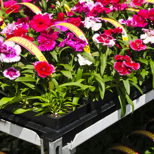 Chick's Southold Agway Annual Flats of Flowers