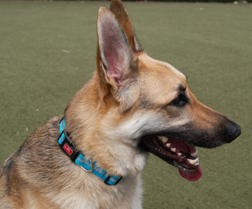 Wigzi Waterproof Dog Collar