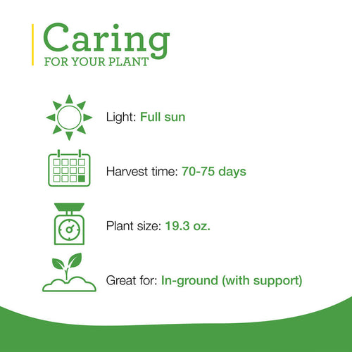 Bonnie Plants Better Boy Tomato (2 Pack)