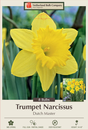 Netherland Bulb Company Trumpet Daffodil Narcissus 'Dutch Master'
