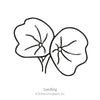 Botanical Interests Black Velvet Nasturtium Seeds