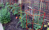 Glamos Wire Products Round Tomato Cages GALVANIZED Round Plant Supports & Peony Supports