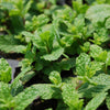Bonnie Plants Sweet Mint (2 Pack)