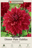 Netherland Bulb Dinner Plate Dahlia