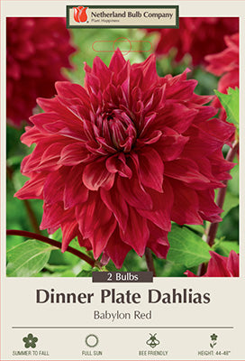 Netherland Bulb Dinner Plate Dahlia