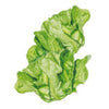 Botanical Interests Buttercrunch Butterhead Lettuce Seeds