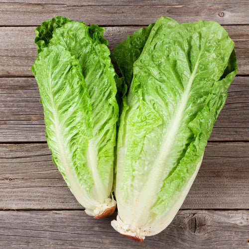 Bonnie Plants Clean and Fresh Green Romaine Lettuce (2 Pack)