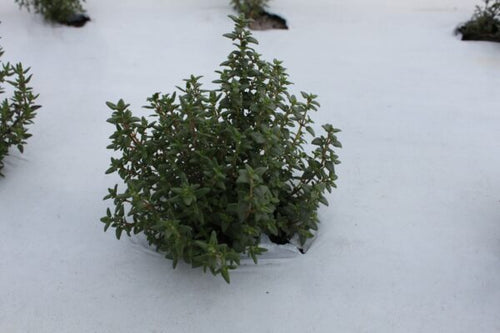 Seedway Thyme (Organic)