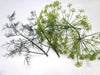 Seedway Dill Dukat (Not Treated)