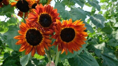 Seedway Autumn Beauty Sunflower (Not Treated)