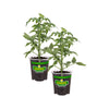 Bonnie Plants Better Boy Tomato (2 Pack)