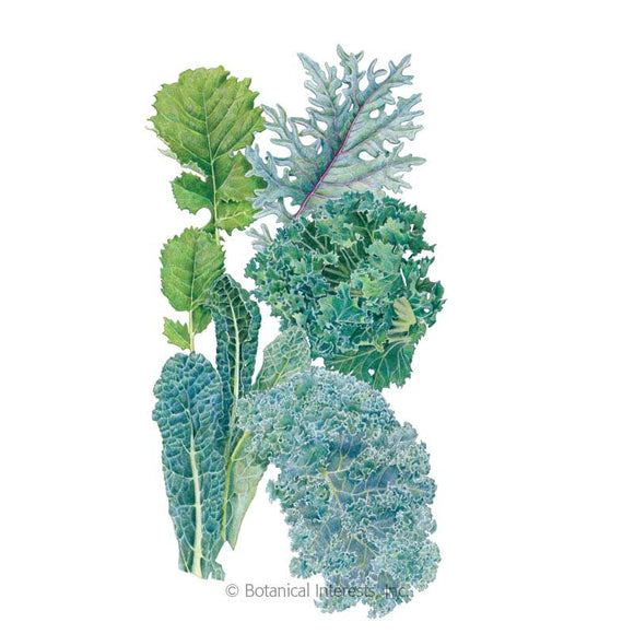 Botanical Interests Premier Blend Kale Seeds