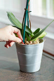 Miracle-Gro® Orchid Plant Food Spikes