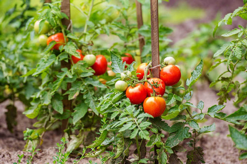 Bonnie Plants Better Boy Tomato (2 Pack)