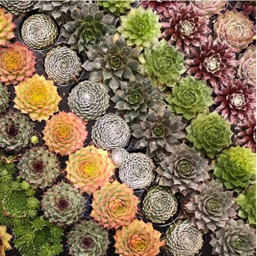 Chick Charms® Collection